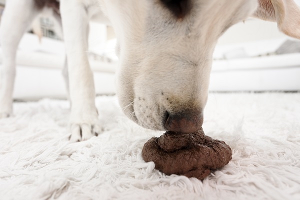 Coprofagia: quais cachorros costumam comer cocô?