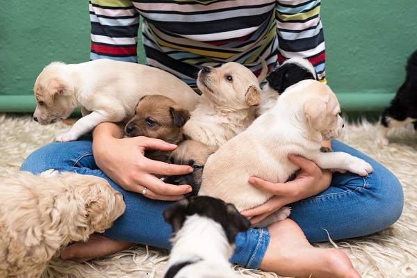 Cuidados básicos com seu cachorro de dois meses