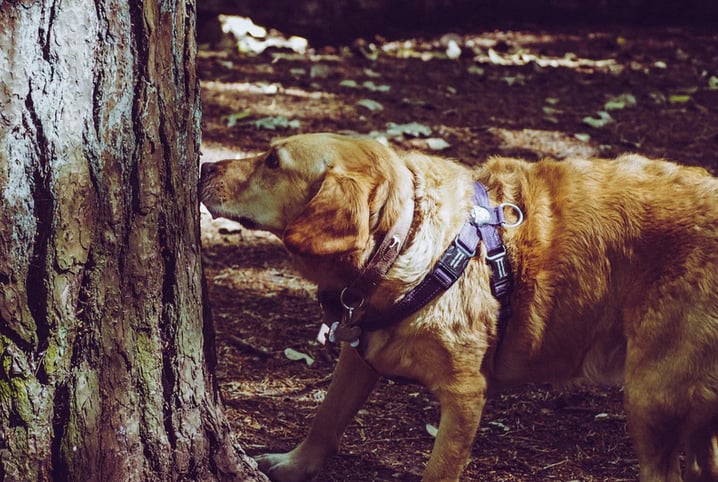 Existe algum cheiro que cachorro não gosta?