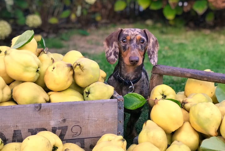 Frutas que cachorro pode comer: confira uma lista especial