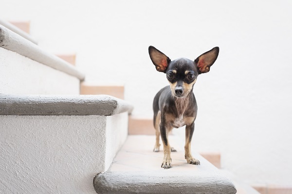 Modelos de escadinha para cachorro