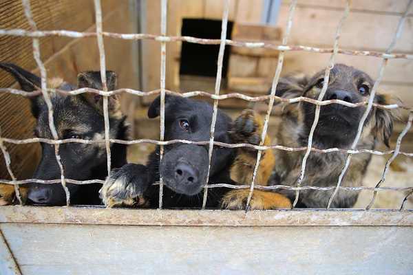 O abandono de pets pode aumentar com o fim do isolamento?