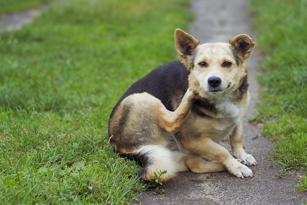 O que fazer quando o cachorro se coça sem parar