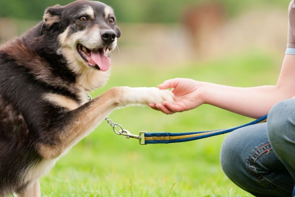 Oito dicas para manter seu cachorro idoso mais feliz