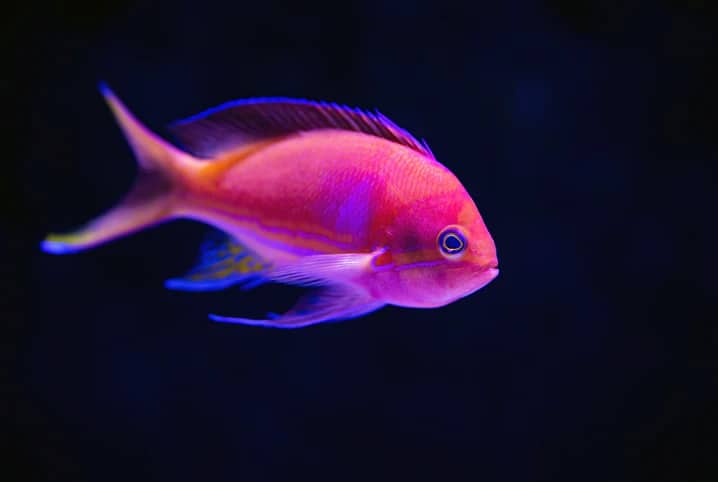 Peixe que limpa aquário: conheça as espécies que podem ajudar!