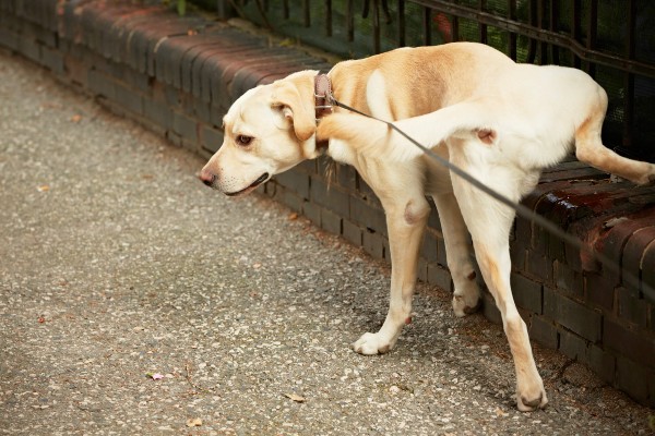 Por que alguns cachorros não fazem xixi em casa?