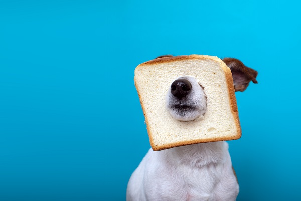 Por que cachorro não pode comer pão?