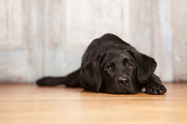 Por que meu cão está constipado?