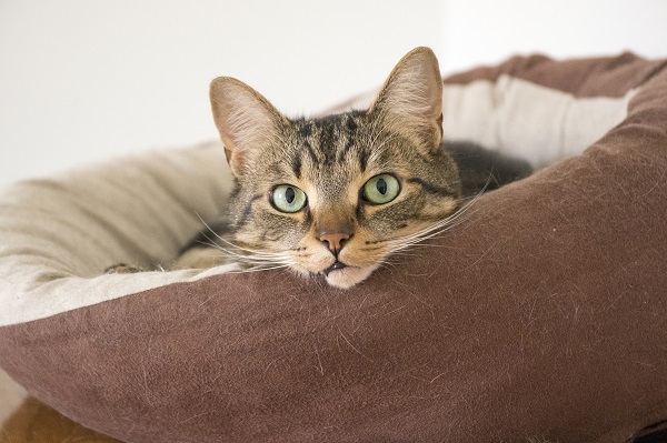 Quatro mudanças para melhorar a rotina e a vida do seu gato