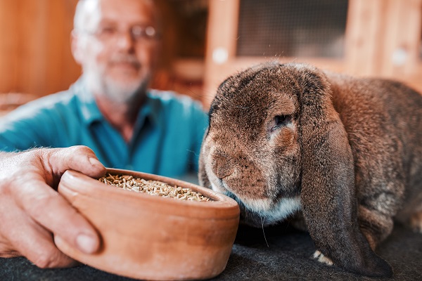 Quatro sinais de que seu coelho está chegando à fase senil