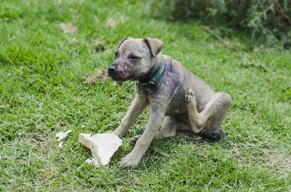 Quatro tipos de sarna que cachorros e gatos podem ter