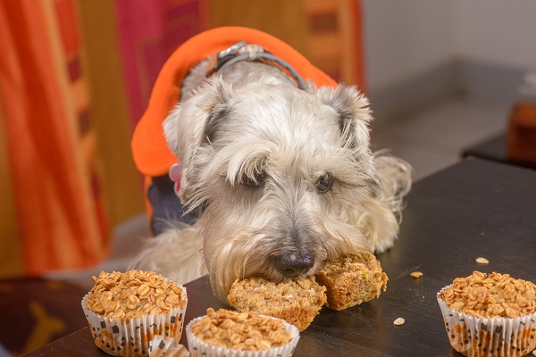 Receita de muffin salgado para cachorro