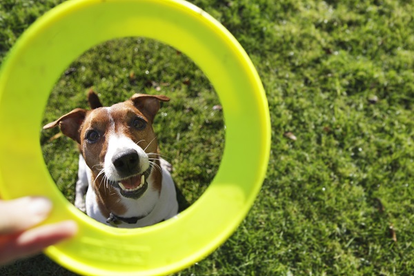 Saiba como descobrir as brincadeiras preferidas do seu cachorro