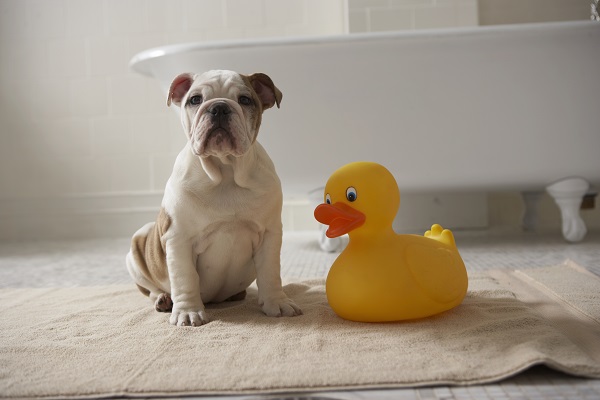 Seis sugestões para o hora do banho não ser estressante para seu cão