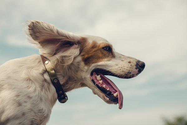 Três formas de deixar seu cachorro mais feliz