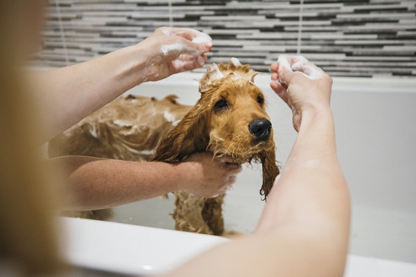 Três formas de fazer um cachorro gostar de banho