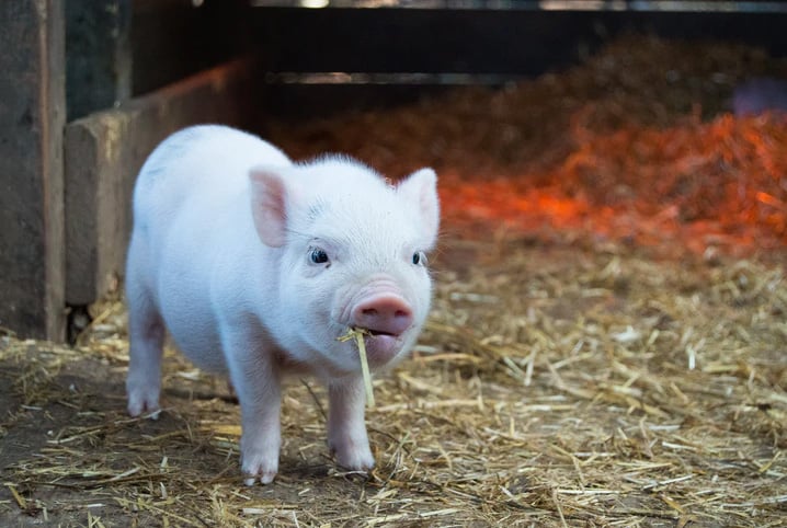 Aprenda a cuidar do mini porco de estimação