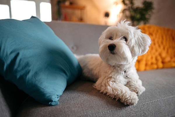 Atividades para fazer com cachorro dentro do apartamento