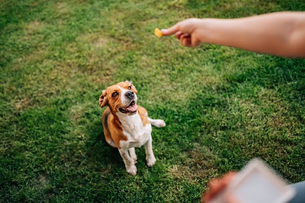 Benefícios dos petiscos orgânicos para pets