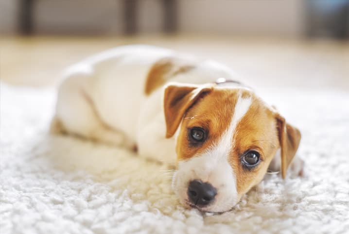 Cachorro com falta de ar: o que pode ser e como tratar?