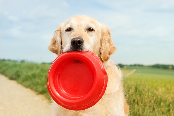 Cachorro enjoa de ração?