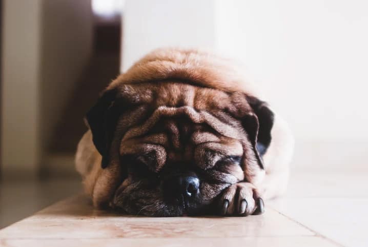 Cachorro no frio: cuidados importantes para ter com o animal no inverno