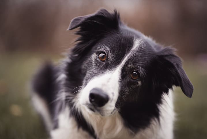 Cachorro pastoreio: conheça as raças mais indicadas