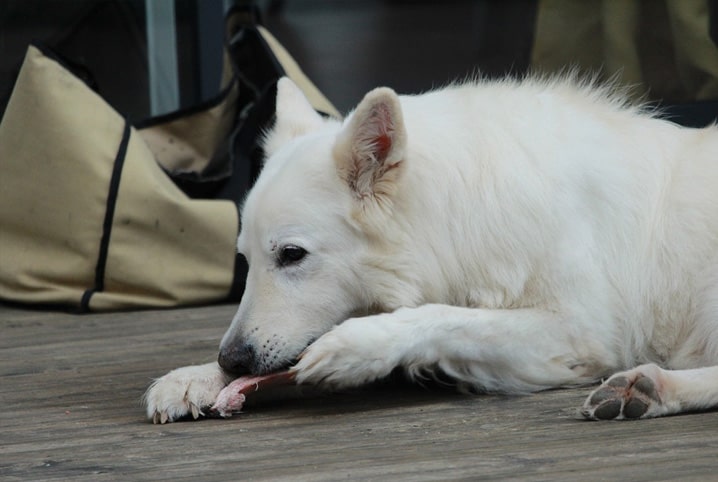 Cachorro pode comer carne? O que é melhor: carne crua ou cozida?