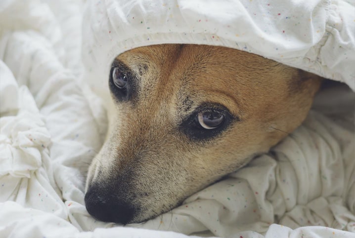 Cachorro vomitando sangue: quando é preciso se preocupar