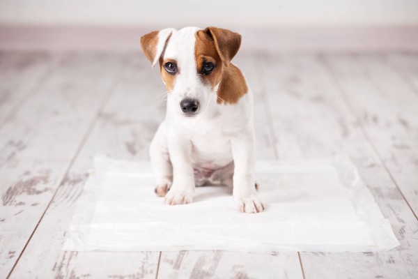 Como ensinar o cachorro a usar tapete higiênico