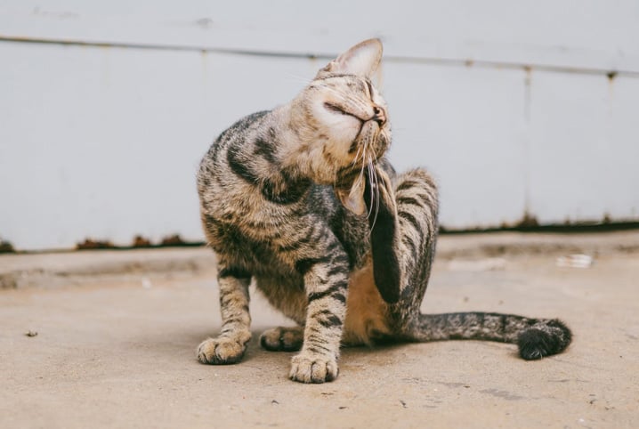 Como espantar gatos da garagem