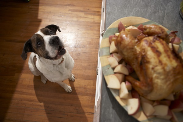 Como fazer um cachorro parar de pedir comida