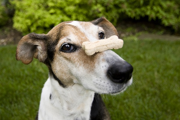 Como saber quanto de petisco posso dar ao meu cachorro?