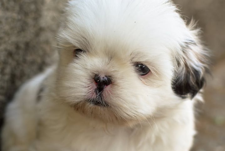 Cruzamento de Lhasa apso com Shih-tzu: como identificar?