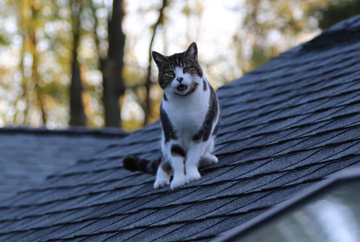 Por que o gato mia? Descubra aqui!