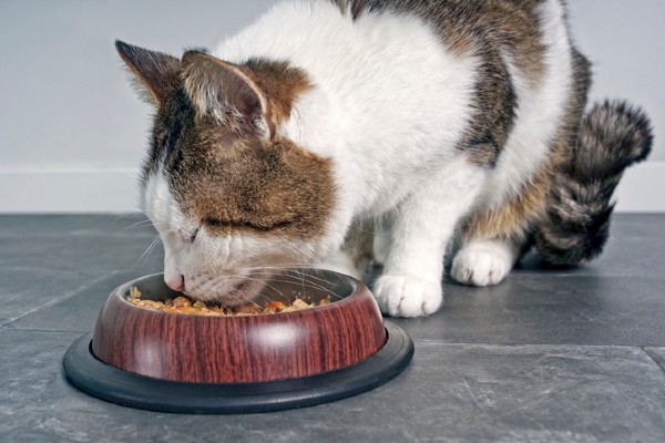 Estudo pode mudar a maneira como alimentamos os gatos