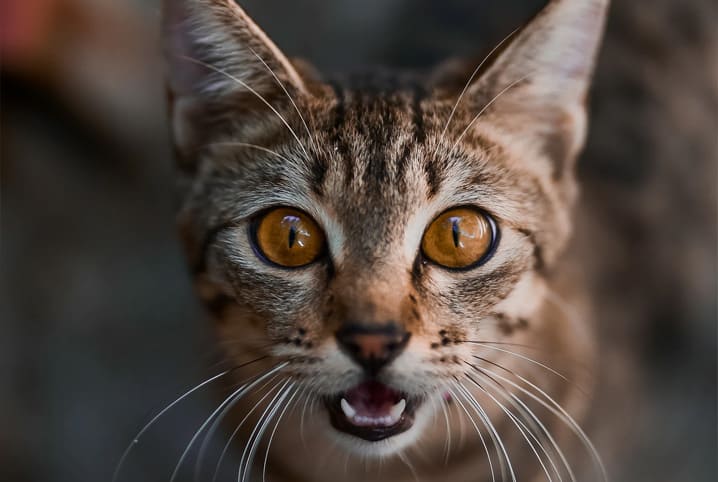 O que é gato híbrido?