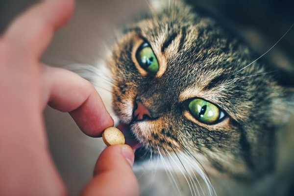 Gatos precisam tomar suplementos?