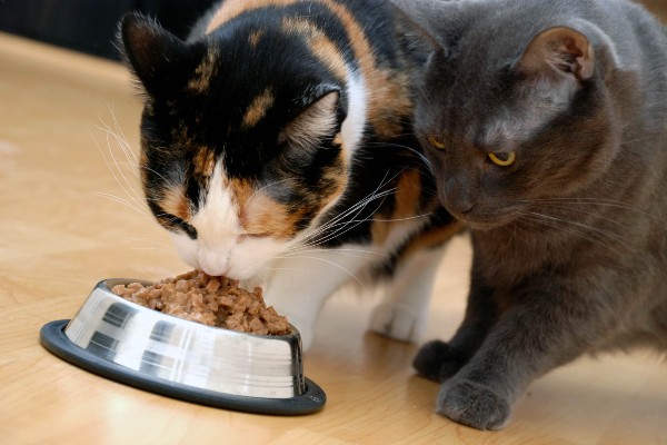 Gatos sem problema renal podem comer ração para pets com doença renal?