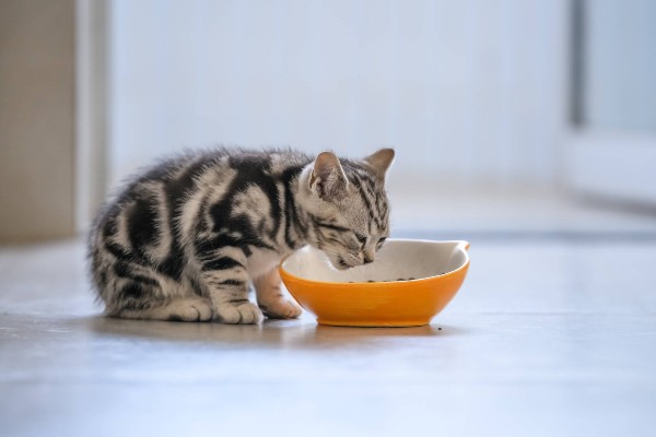 Melhor ração para gatos filhotes