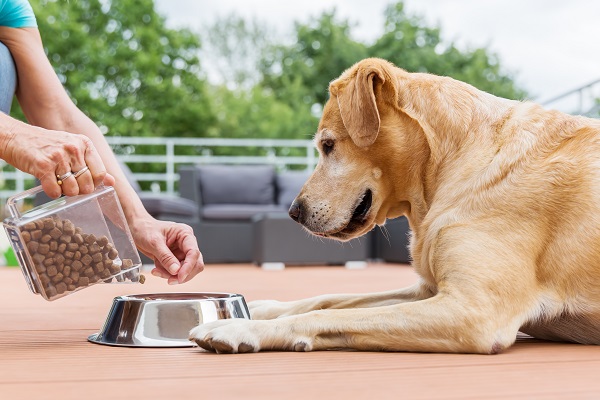 Melhores rações super premium para cães idosos