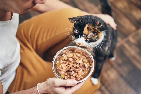 Melhores rações super premium para gatos idosos