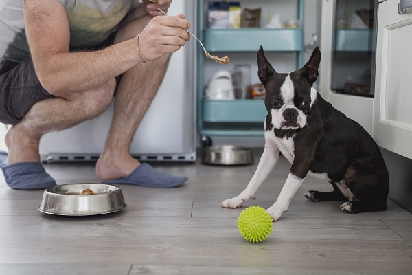 Meu cachorro não quer comer ração, e agora?