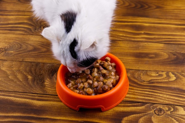 Mix feeding: posso dar ração seca e úmida para meu pet?