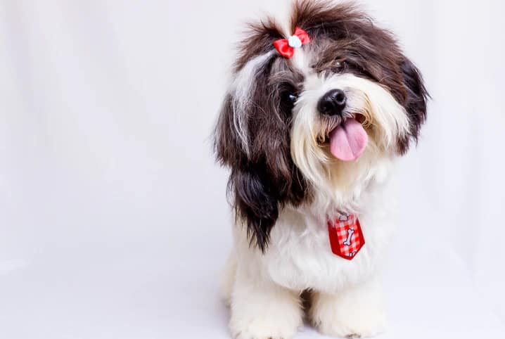 Nomes para cachorro Lhasa Apso: 350 sugestões criativas | Petz