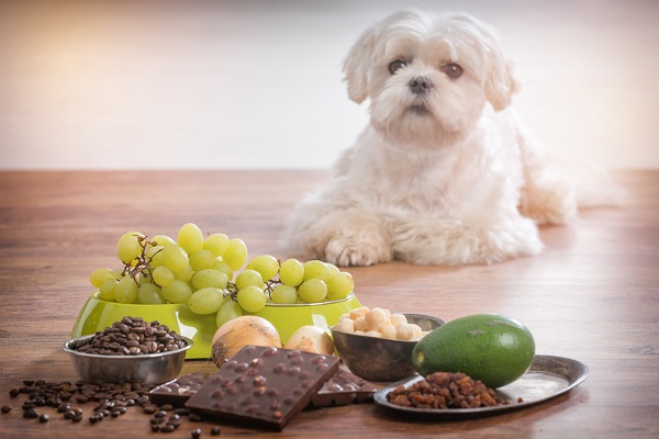 Oito alimentos que seu cachorro NUNCA deve comer