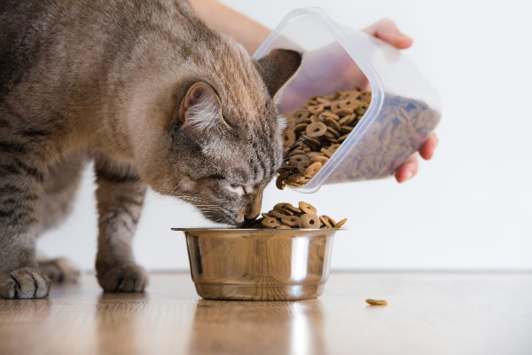 Oito rações para gatos com problemas urinários