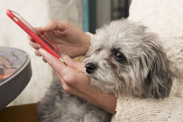 Pesquisa revela que usuários trocariam cachorro por celular