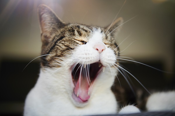 Petiscos que ajudam a diminuir o mau hálito dos gatos