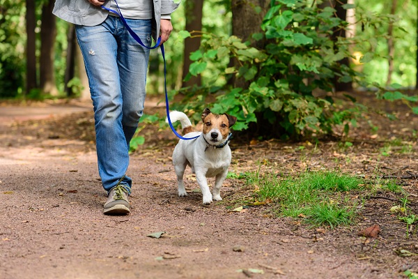 Por quanto tempo devo exercitar meu cachorro?